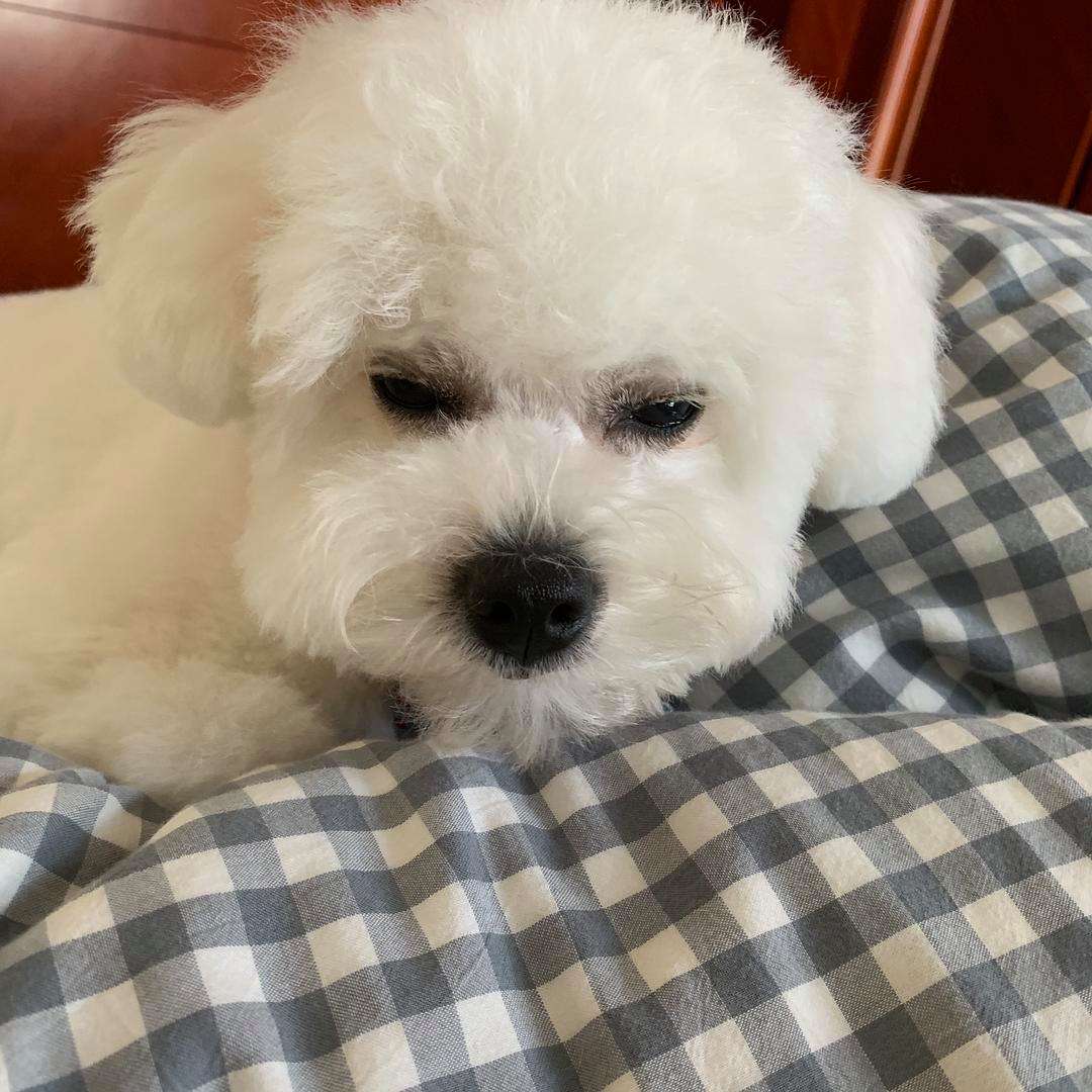 比熊犬为什么特别粘人睡觉,3月大比熊犬每天睡觉正常吗