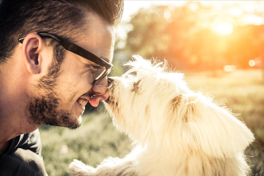 狗狗舔人的原因其实它想告诉你,狗狗老是舔你表示什么