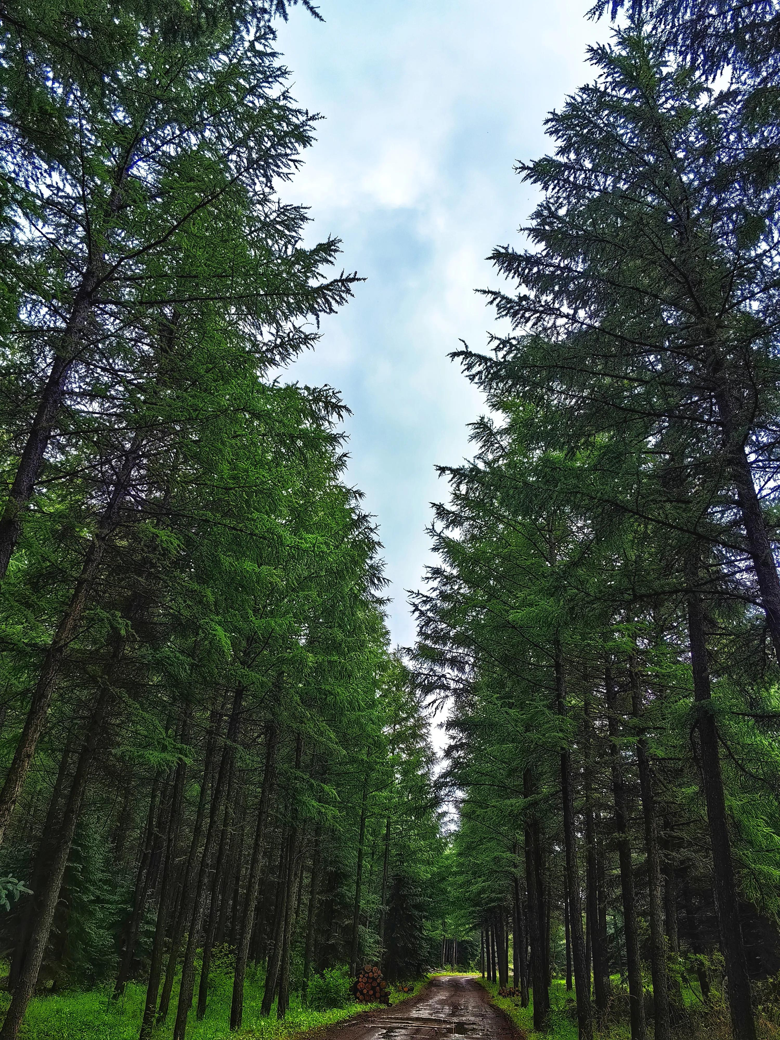 柳树沟稀树草原营业了吗,云中草原