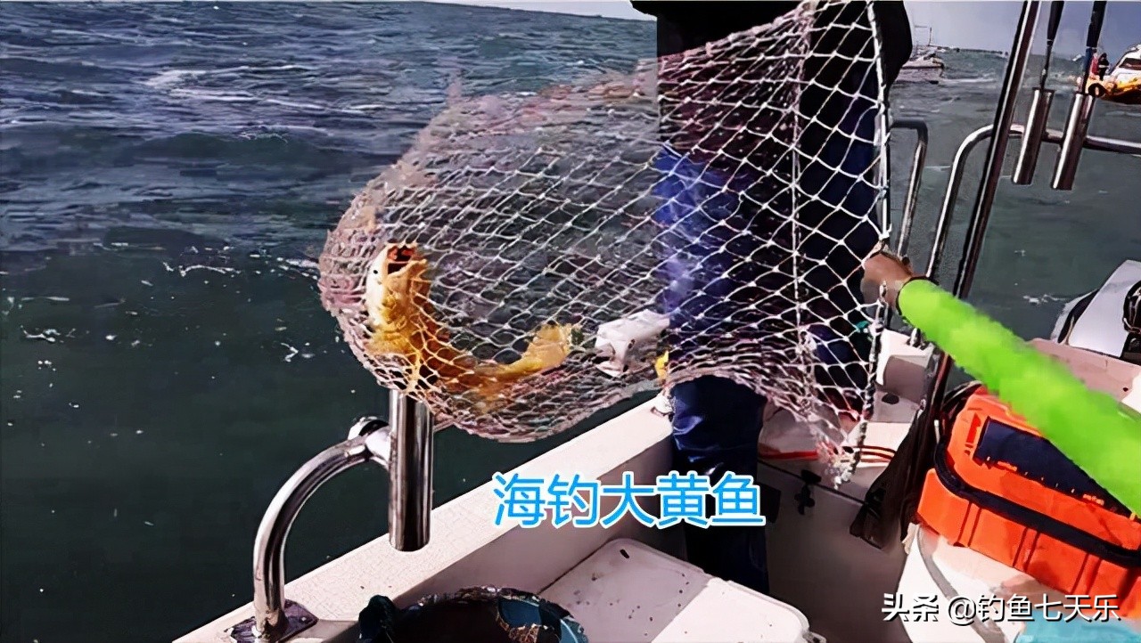 海钓珍稀百斤大黄鱼长度一米七,海钓小皮艇钓26公斤大黄鱼
