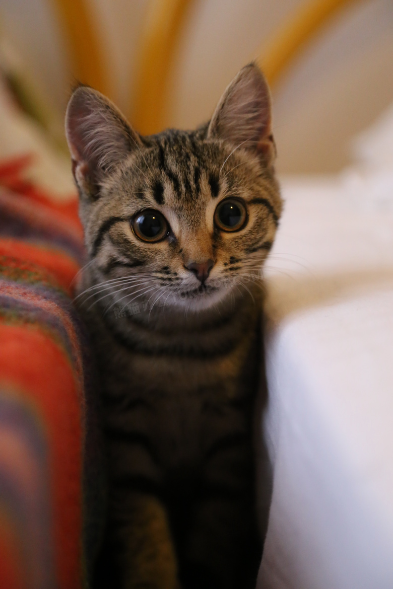 新手养猫养一只还是两只好,新手养猫可以又可爱又好养