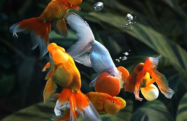 适合从上往下看的金鱼有什么品种,各种金鱼的品种图片