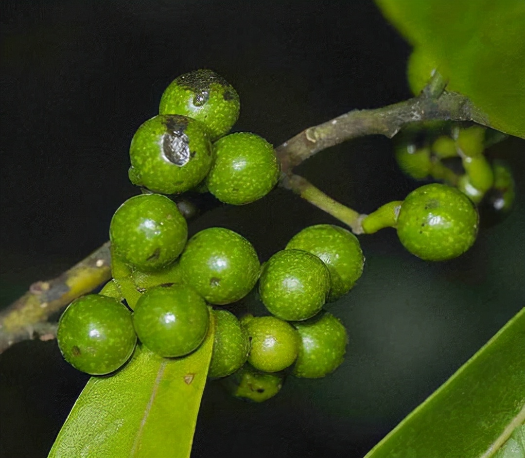胡椒全身是宝吗,山胡椒全身都是宝