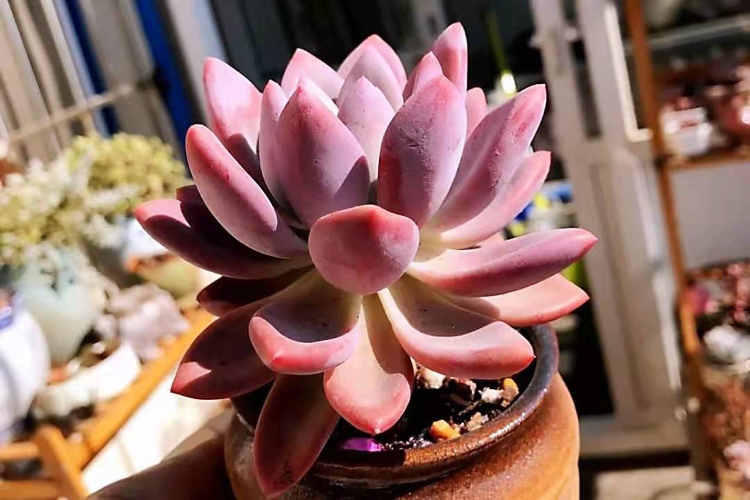 多肉奥普琳娜是跟桃蛋一样难养吗,多肉奥普琳娜多头