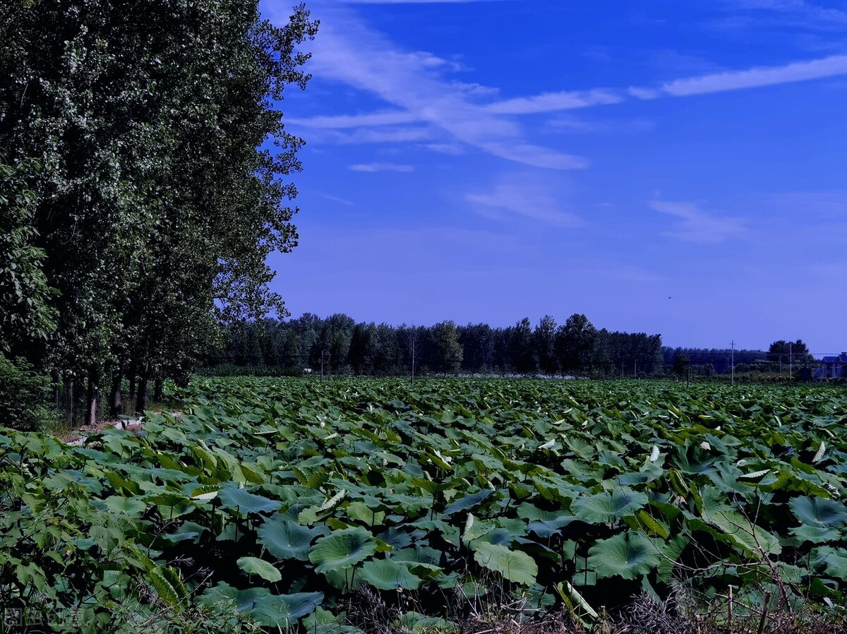 晓出净慈寺送林子方教案设计意图,晓出净慈寺送林子方10分钟教案