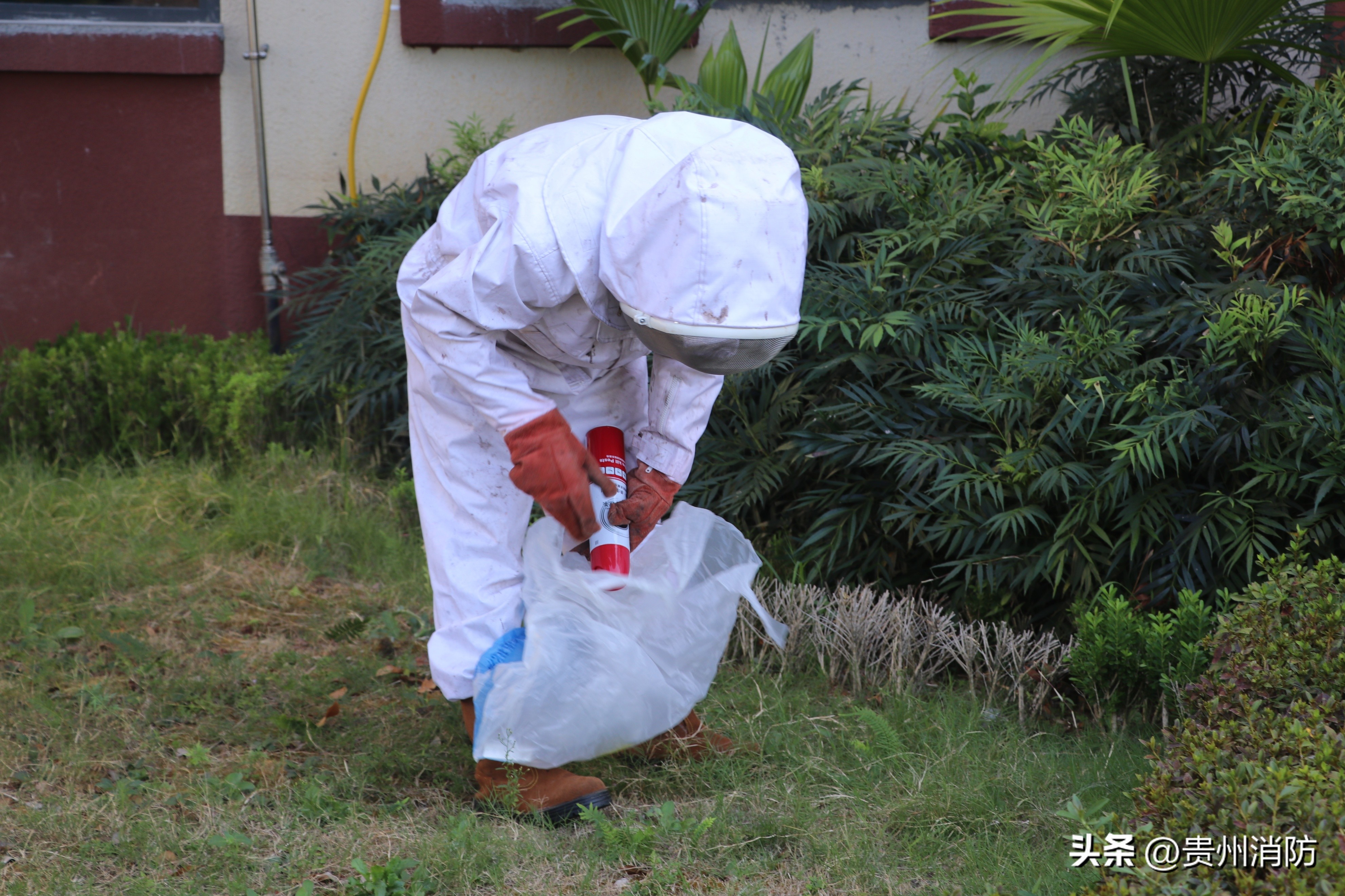 消防员变身青蜂侠巧摘马蜂窝,马蜂危险消防蜀黍变身青蜂侠