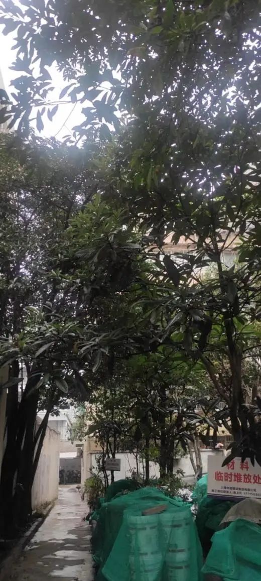 老小区的美景,老小区改造成果赢得居民点赞