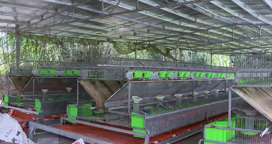 洲仔镇肉兔,小兔子乖乖把门开好运来