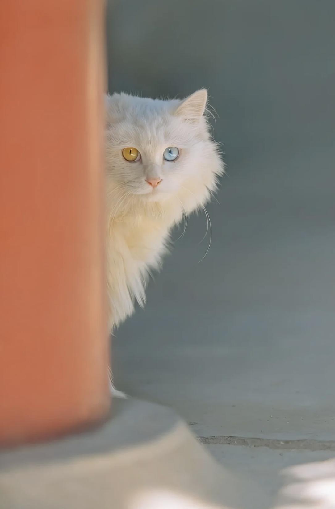 治愈系壁纸｜132张可爱小猫咪的样子