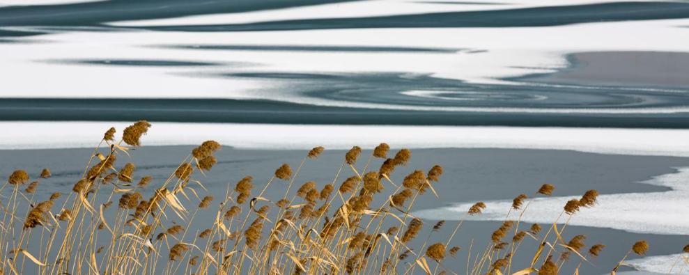 北风卷地寒侵骨,关于北风的诗句古诗大全