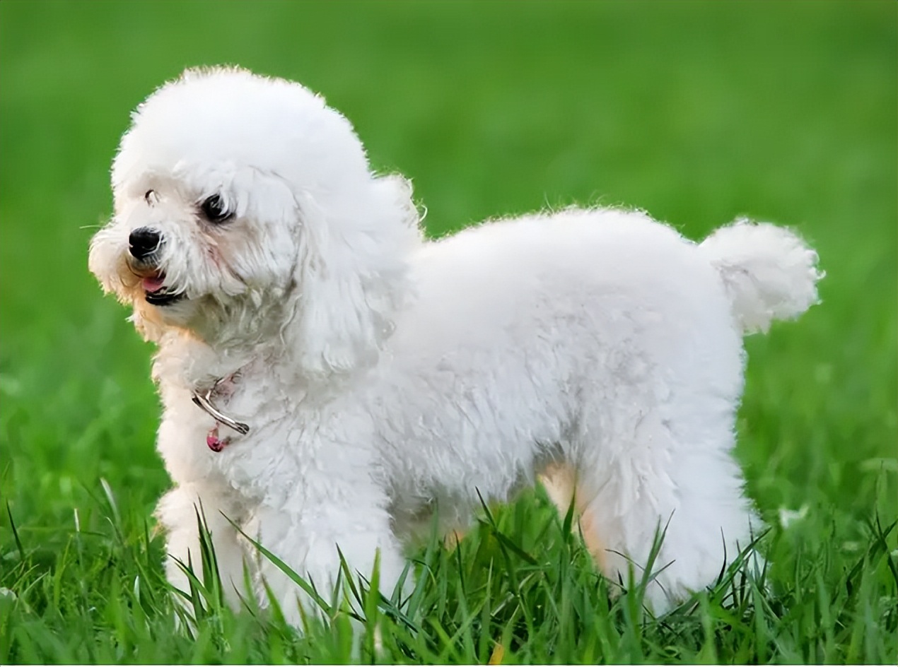 贵宾犬到底有多好养,贵宾犬值得养吗