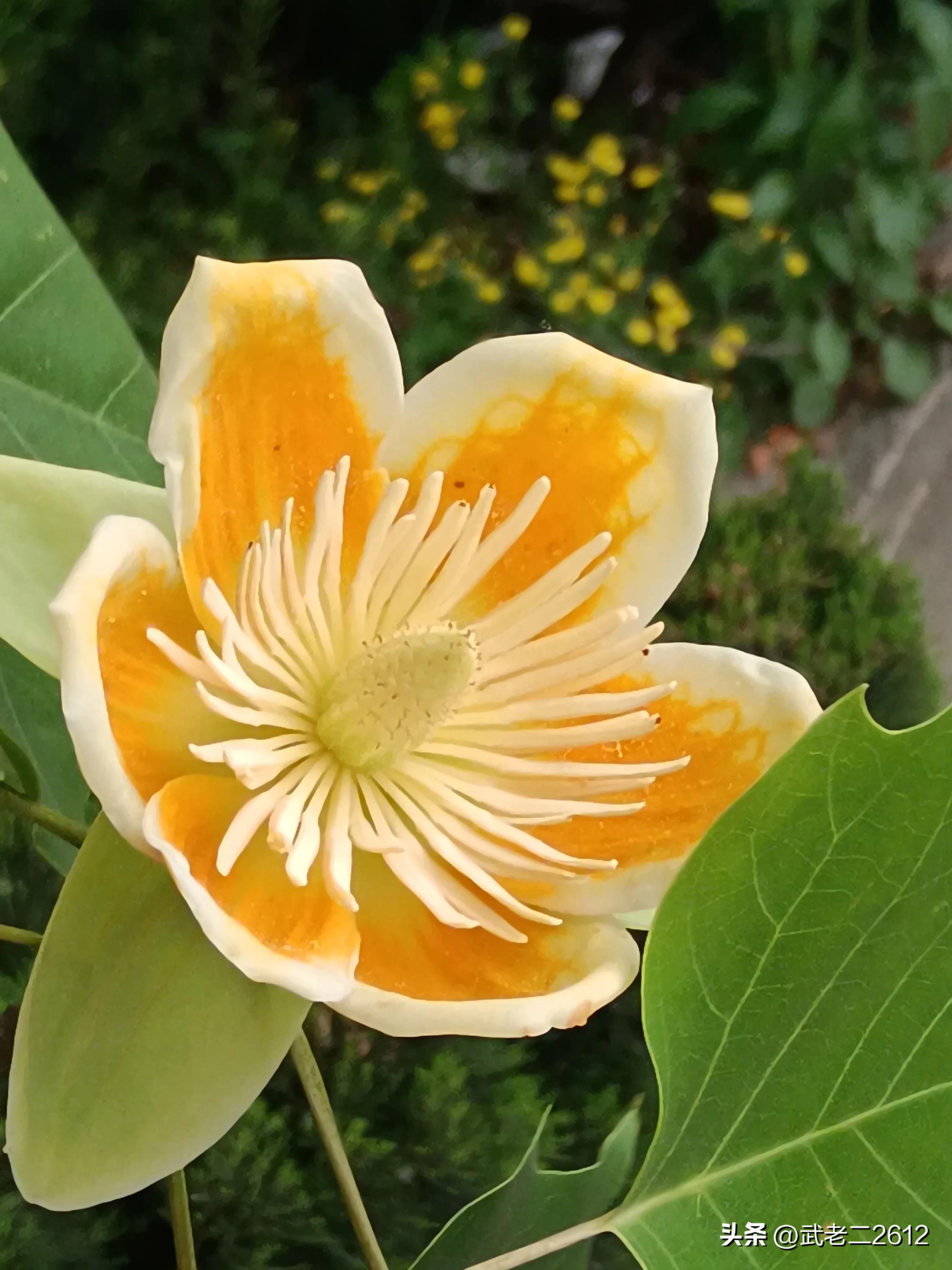 一个为我折树上莲花灯的人