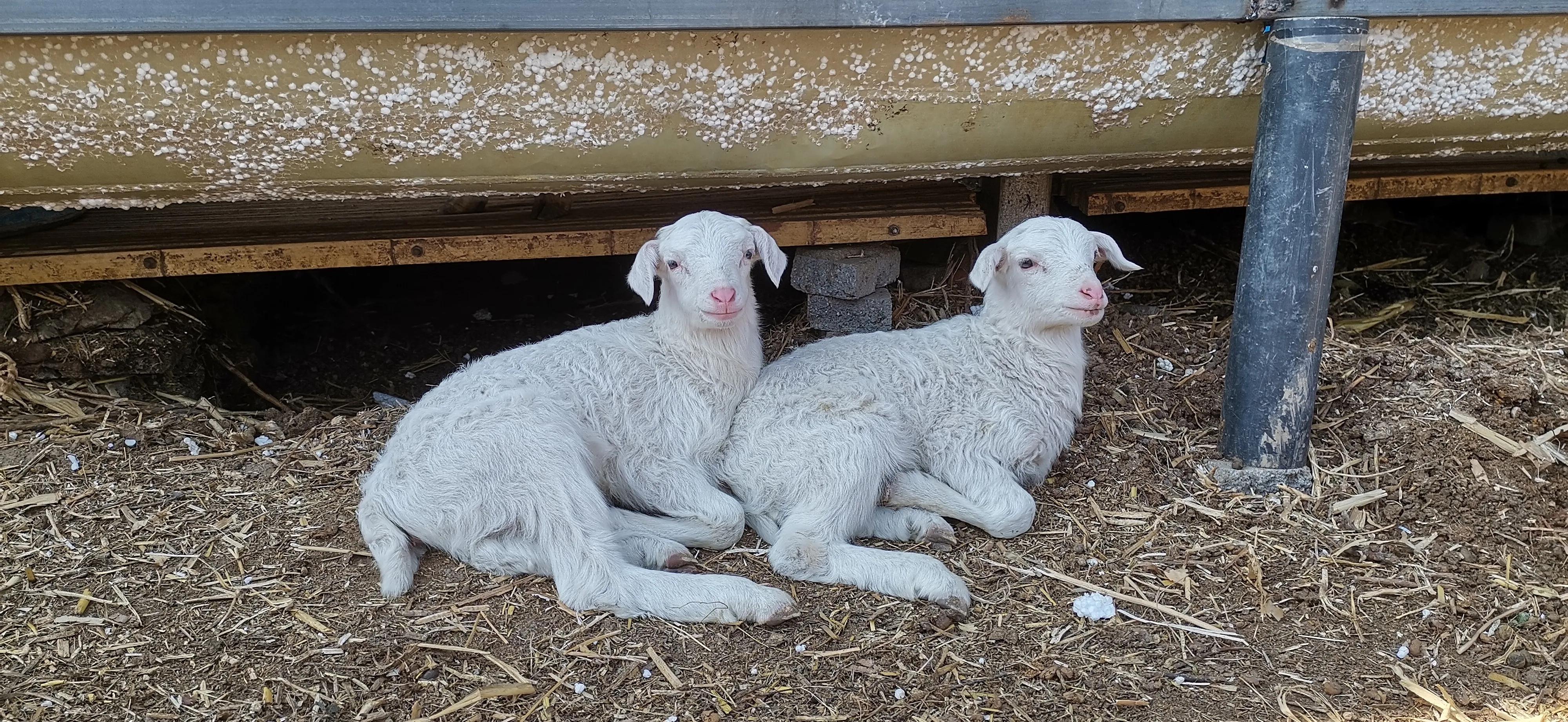 养羊人禁忌是什么,养羊的人要注意什么事项