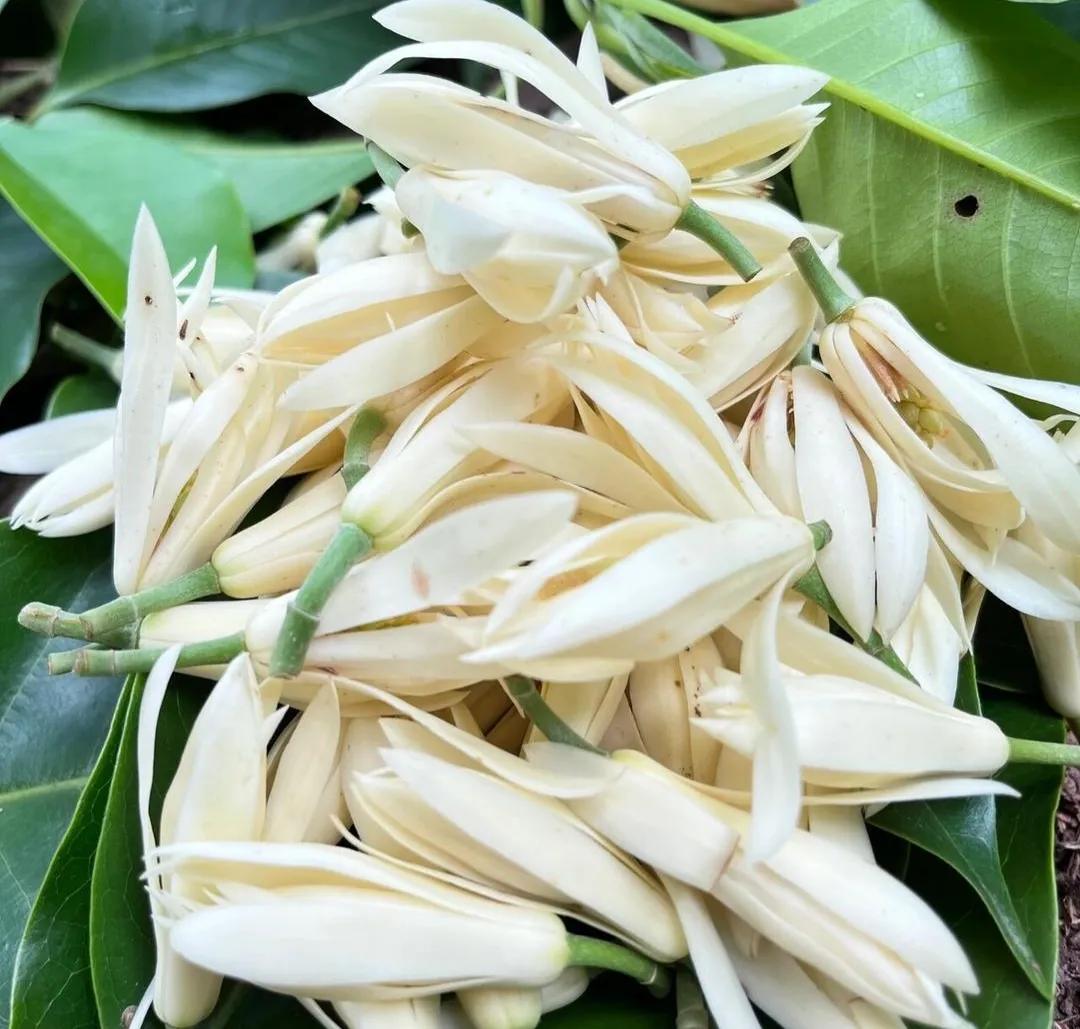 那些花儿朴树歌曲,黄桷兰为什么叫黄桷兰