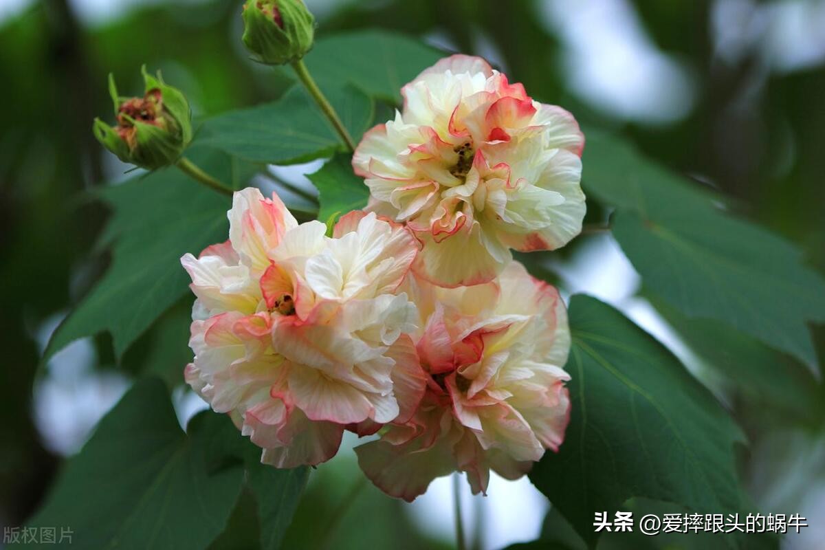 十二花神图谱完整版,工笔画十二花神欣赏