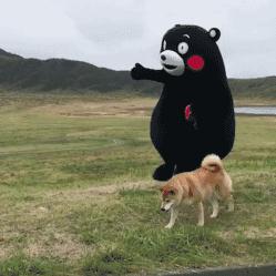 长期养狗不遛狗的后果,养狗不遛狗会发生什么严重的后果