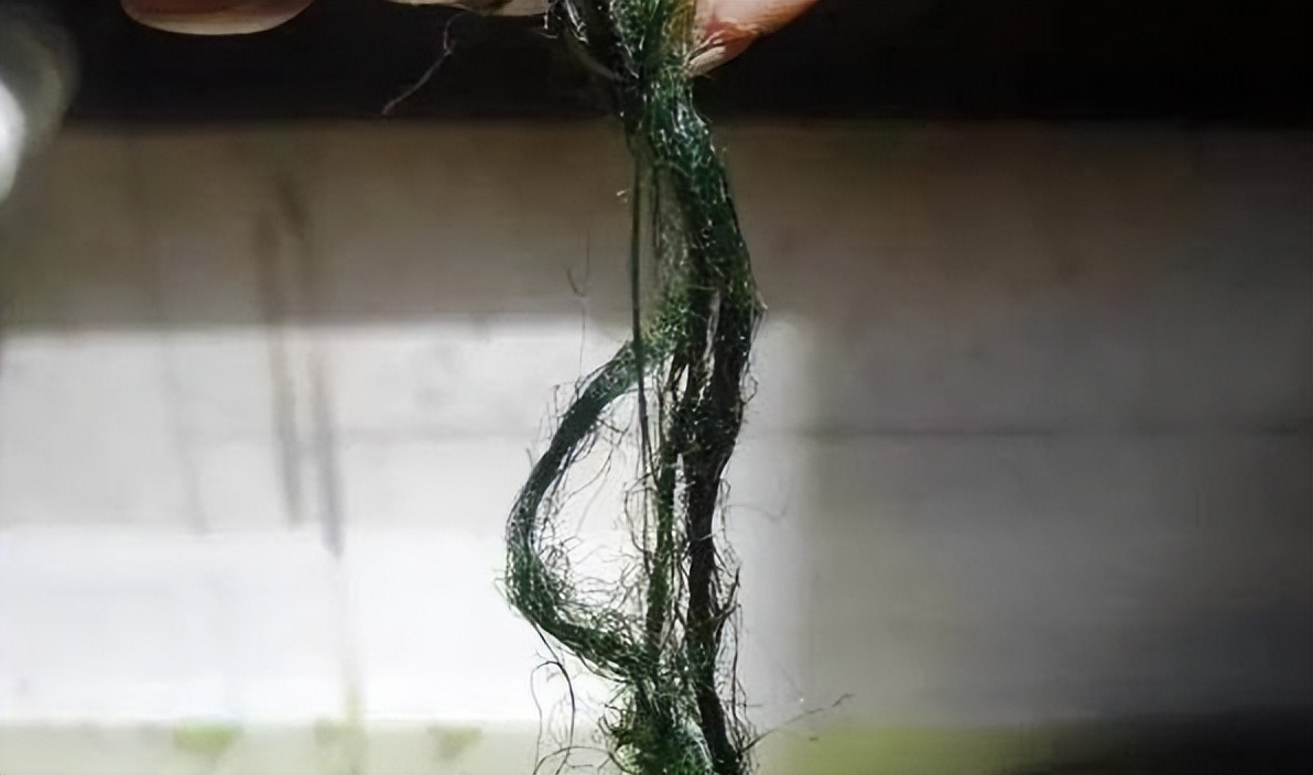 海南陈先生养龟情况,陈先生养猫