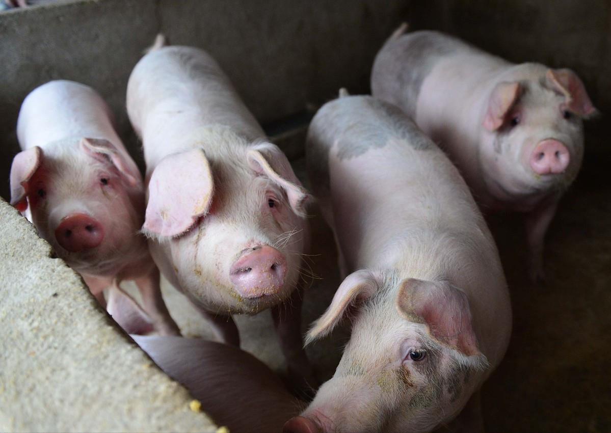 节后生猪价格行情或将走强,生猪涨价豆粕的春天来了