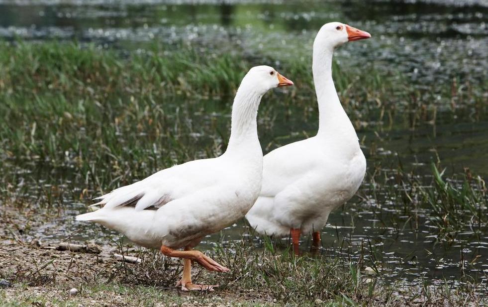 大鹅走路不稳左右摇摆是什么病,大鹅趴在地上发抖是怎么回事