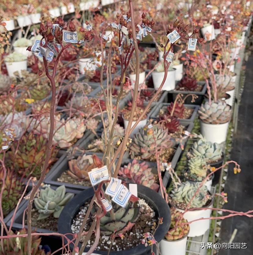 多肉种子什么季节播种合适,多肉种子播种