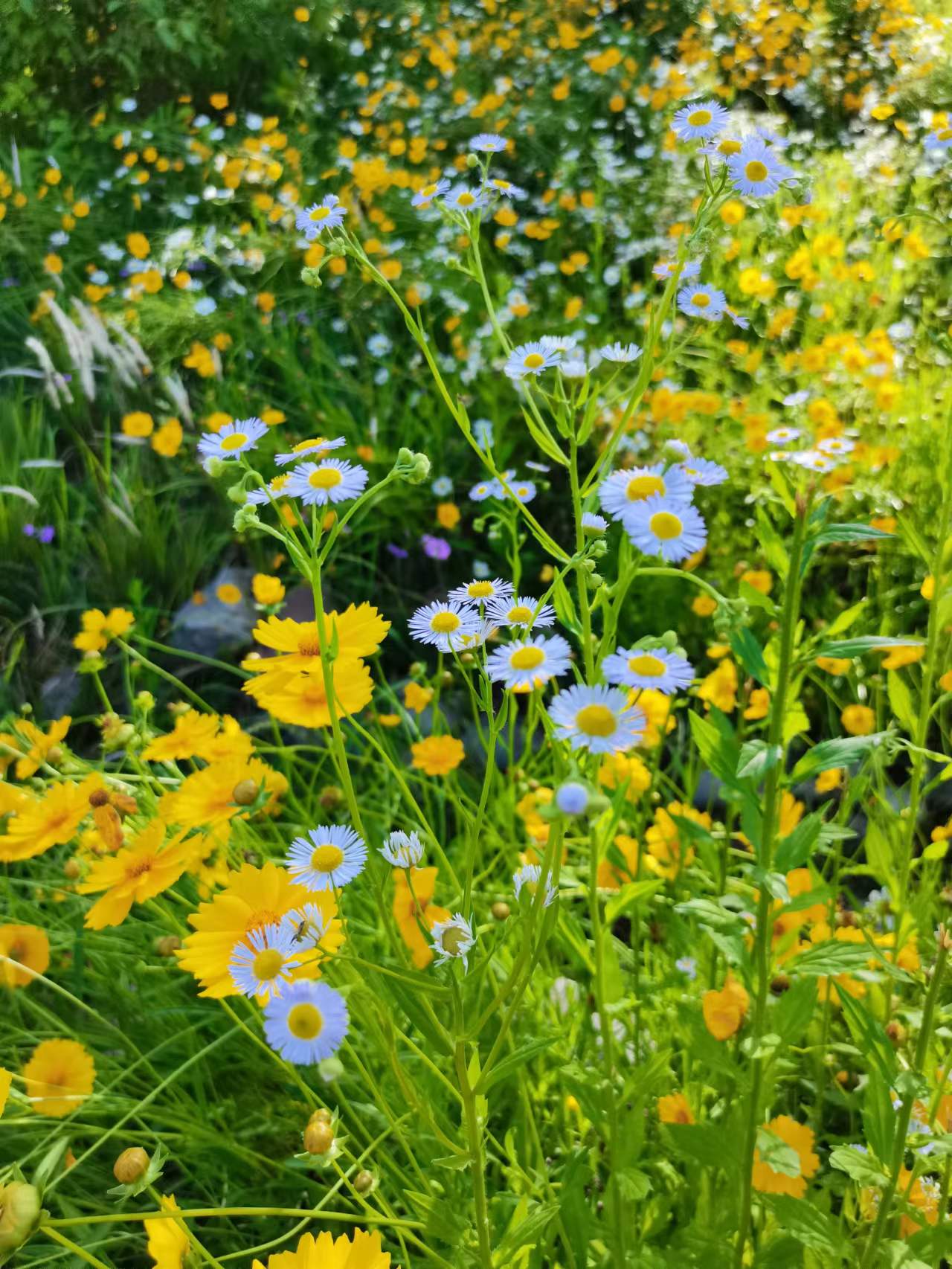 天府新区天府花香谷,成都天府新区花谷