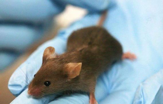 人类在宇宙中能繁衍吗?美俄曾进行太空孕育实验,结果有些意外