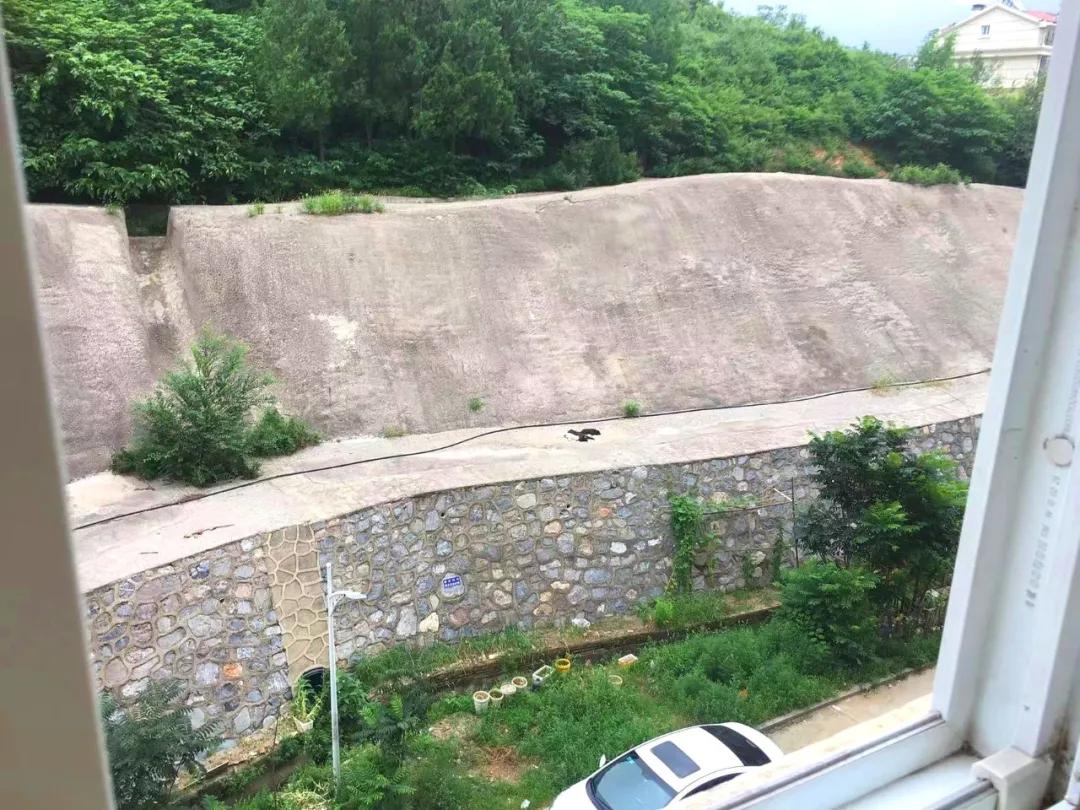 没有写完的黄猫胖太阳的故事