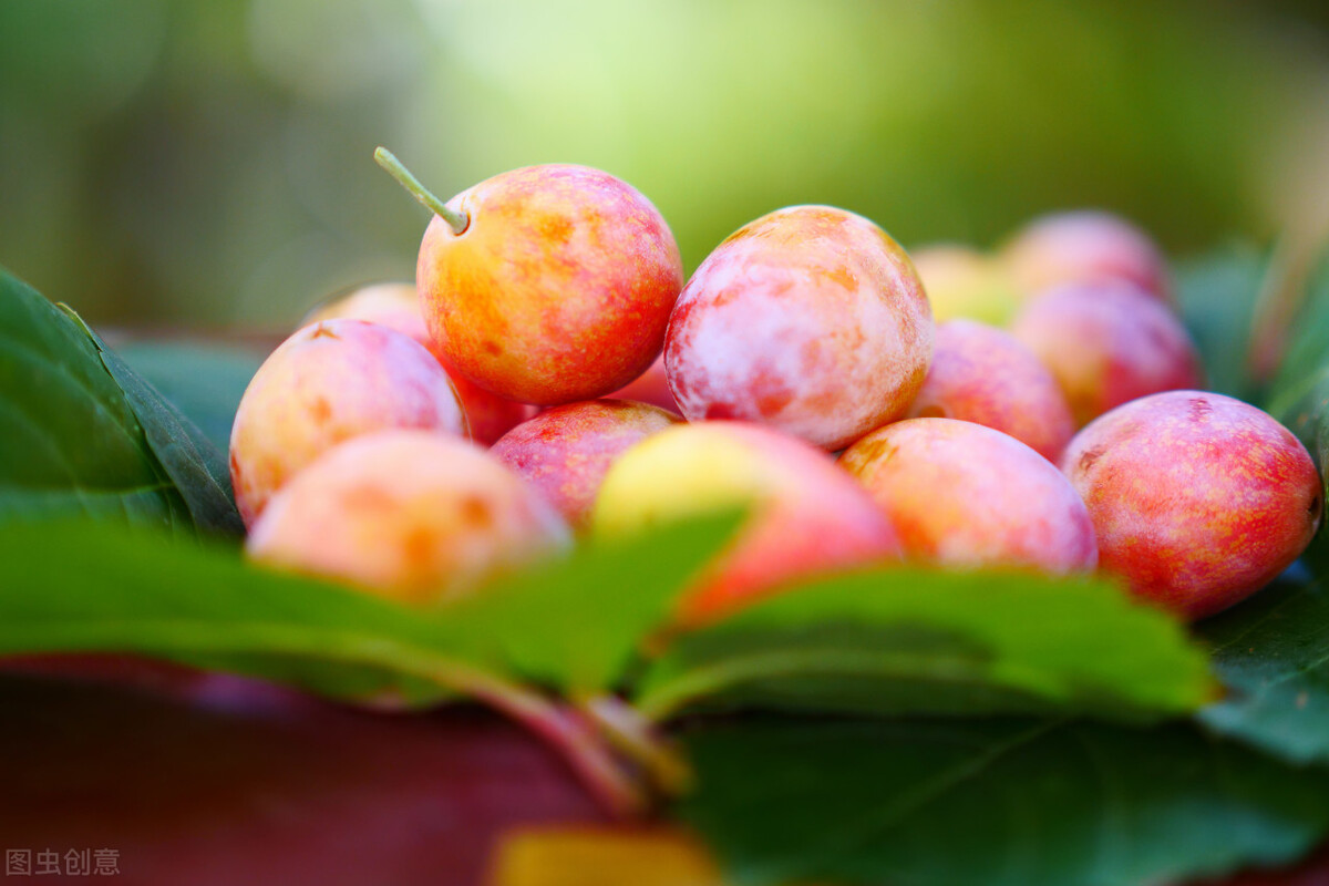 西梅糖分高吗减脂期能吃吗,西梅的糖度是多少减肥能吃吗