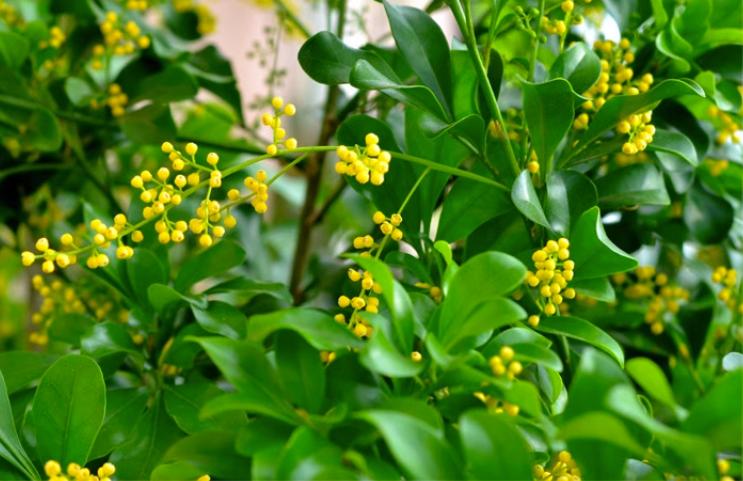 米兰花四季养护要点有哪些,米兰花有花骨朵为什么不开花呢