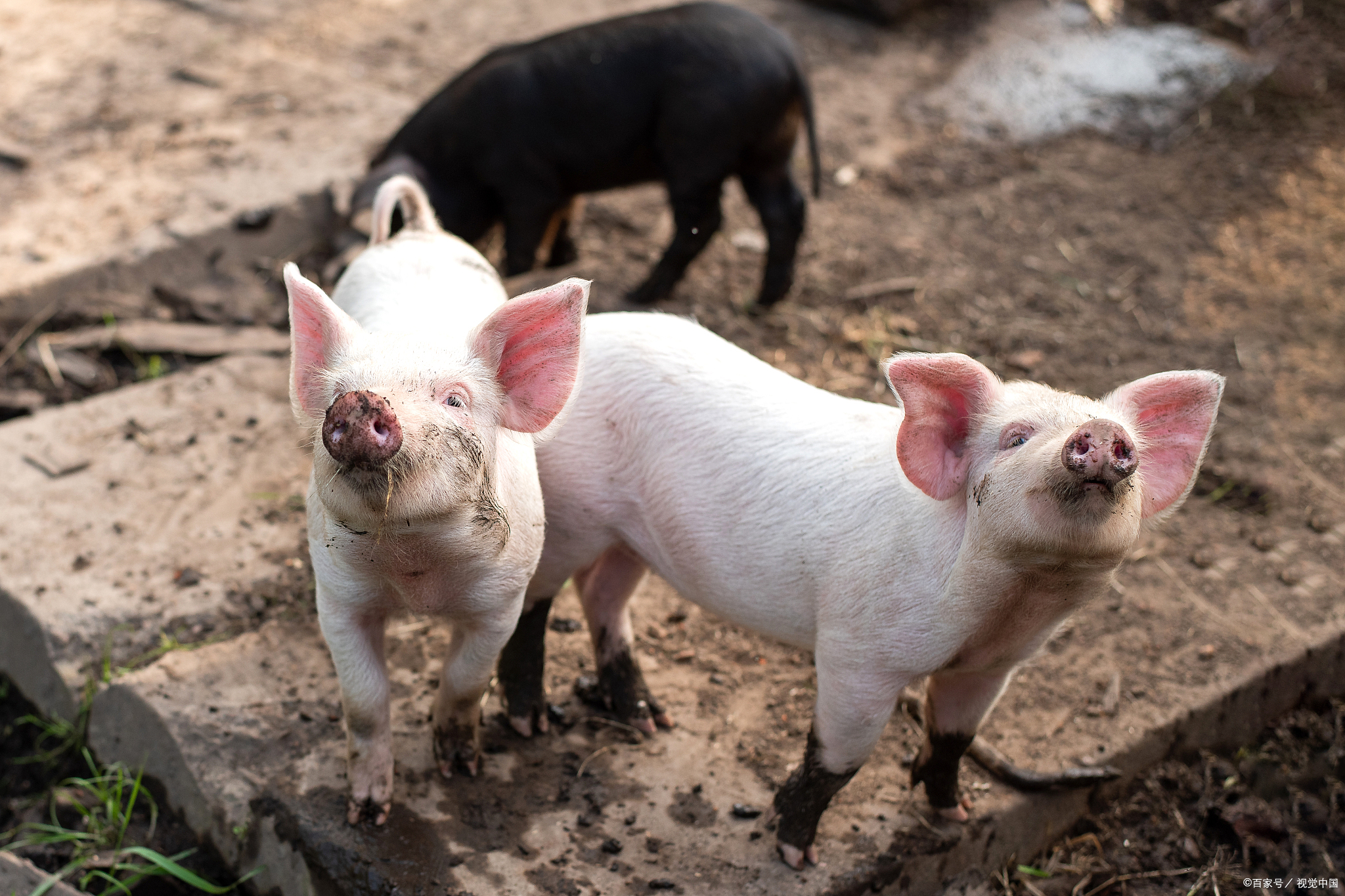 母猪不让仔猪吃奶怎么办,母猪不让新生仔猪吃奶怎么办