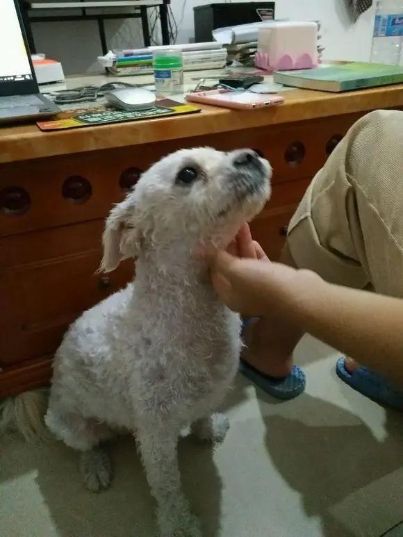 让比熊去流浪会死吗,比熊一不小心就流浪了