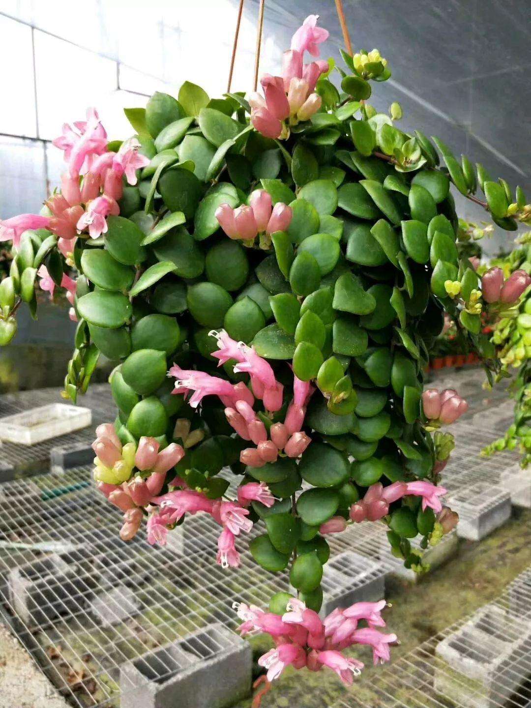 16种喜阴蔬菜,16种适合夏天养的花