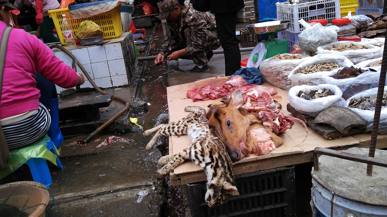 初哥视频,初哥徒步走西藏