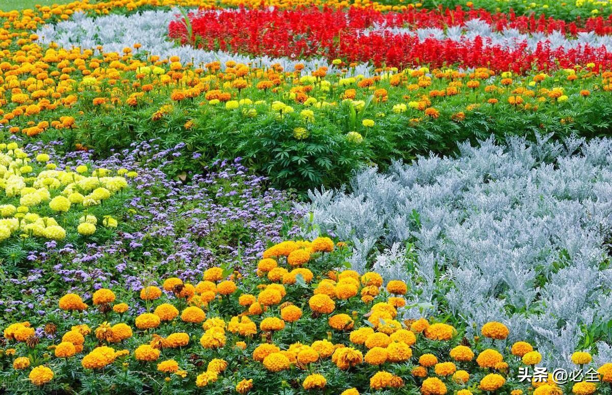 花坛设计及植物配置表,花坛的7种类型