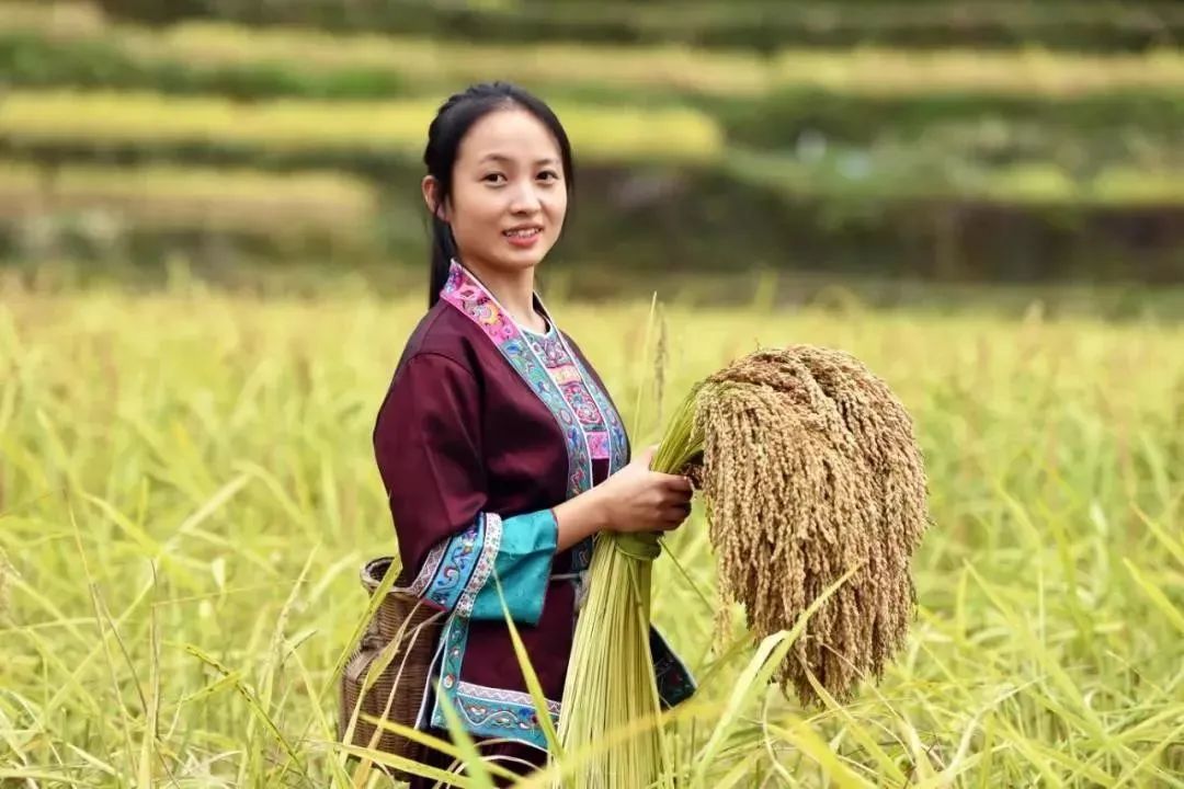 壮族三月三手工五色糯米饭,壮族三月三五色糯米饭如何制作