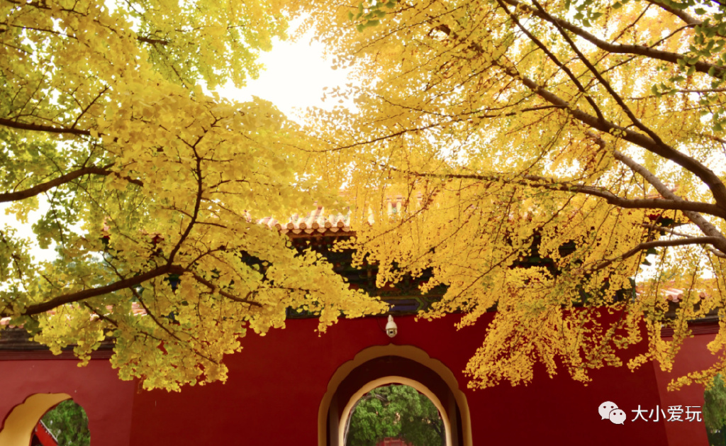 银杏最美的地方,金秋十月最美的银杏