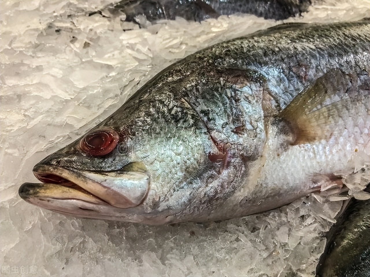 海鲈与加州鲈之间的区别,海鲈与花鲈的区别