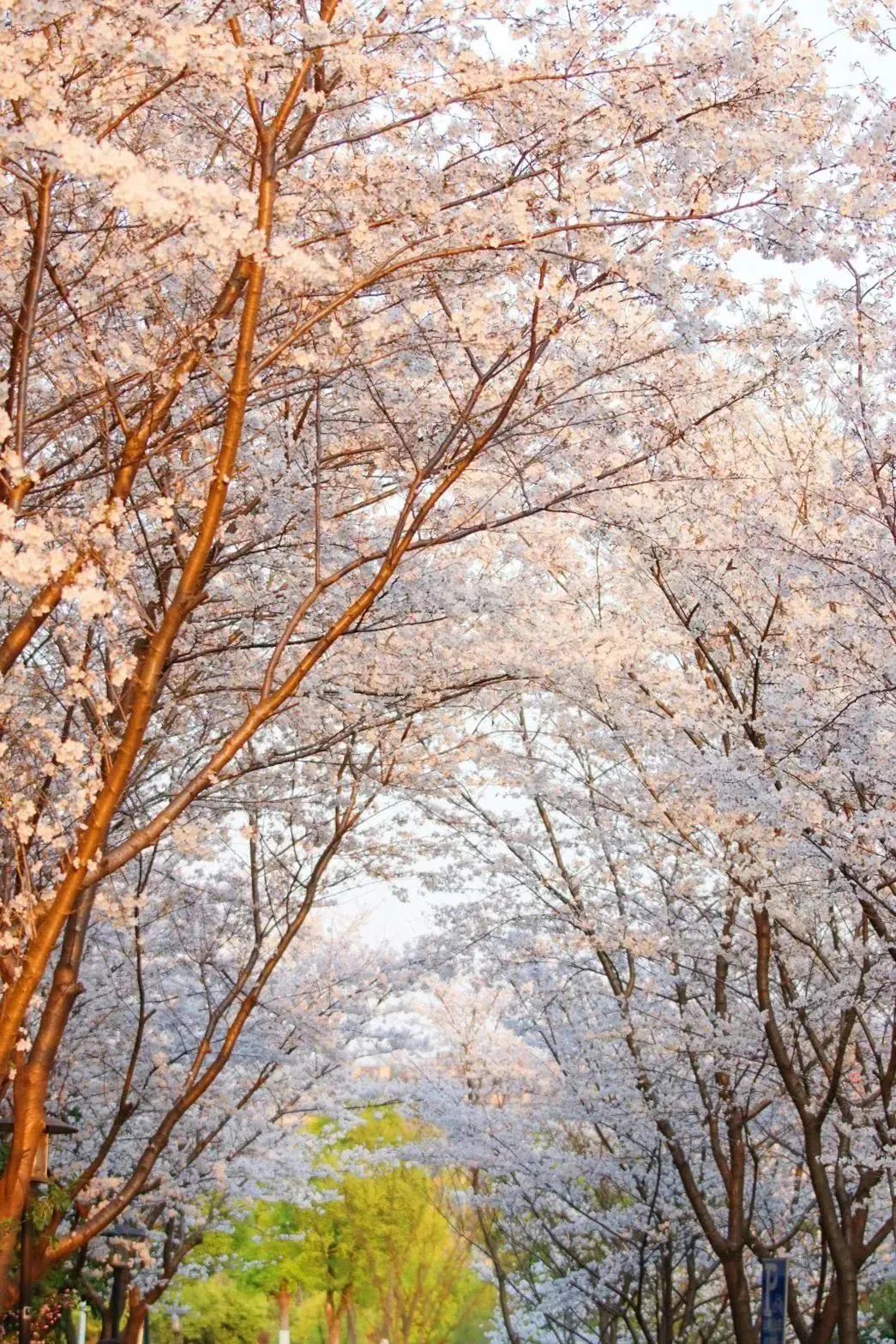雨樱也浪漫！浙工大美美美！