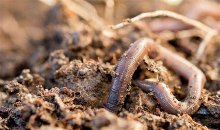用什么杀蚯蚓效果最好,用什么杀蚯蚓