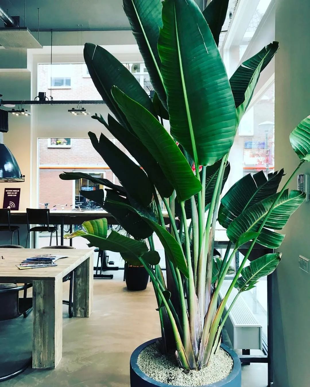 鹤望兰各个品种哪个耐晒,购买鹤望兰