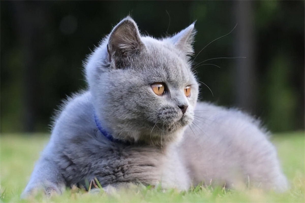 蓝猫市场价多少钱一只,蓝猫1000多一只真的吗