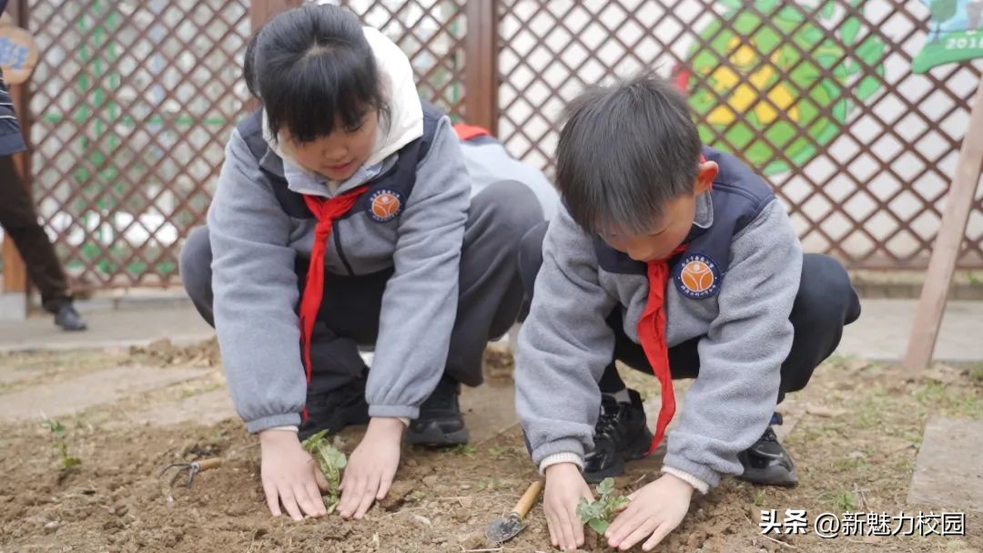 劳动创造幸福创意活动小学,劳动创造美好生活小学活动