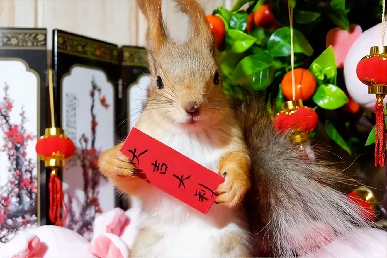 10种奇特的宠物,最有灵性的五种宠物你最想养哪个