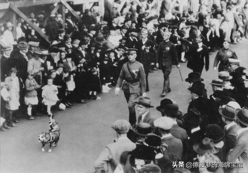 二战军犬传奇故事,一战斯塔比原型事件