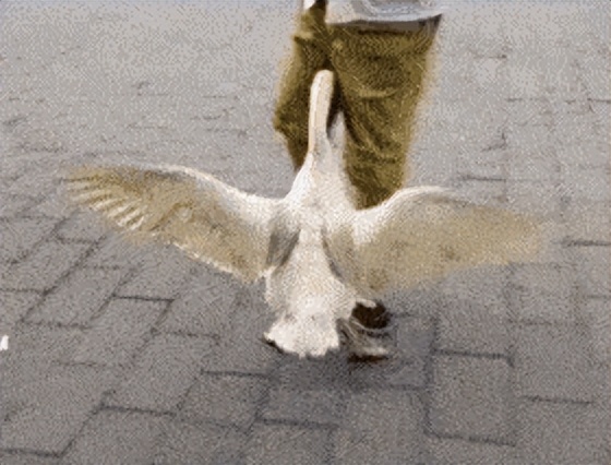 为什么什么动物都怕鹅呢视频,为什么所有的动物都怕鹅