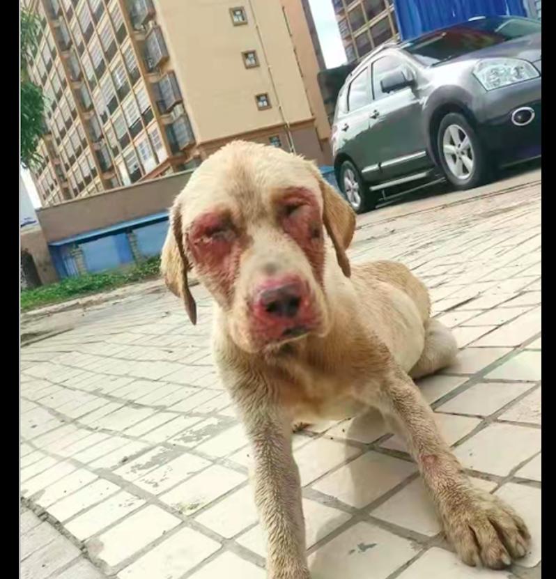 被人遗弃的拉布拉多怎么办,拉布拉多寄养生病被弃养