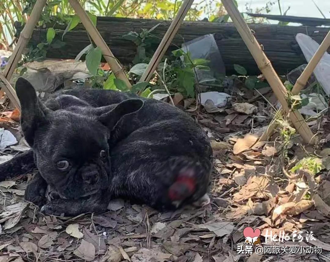 玄武门：黑色肌肤下，它背着一窝苍蝇卵垂死流浪