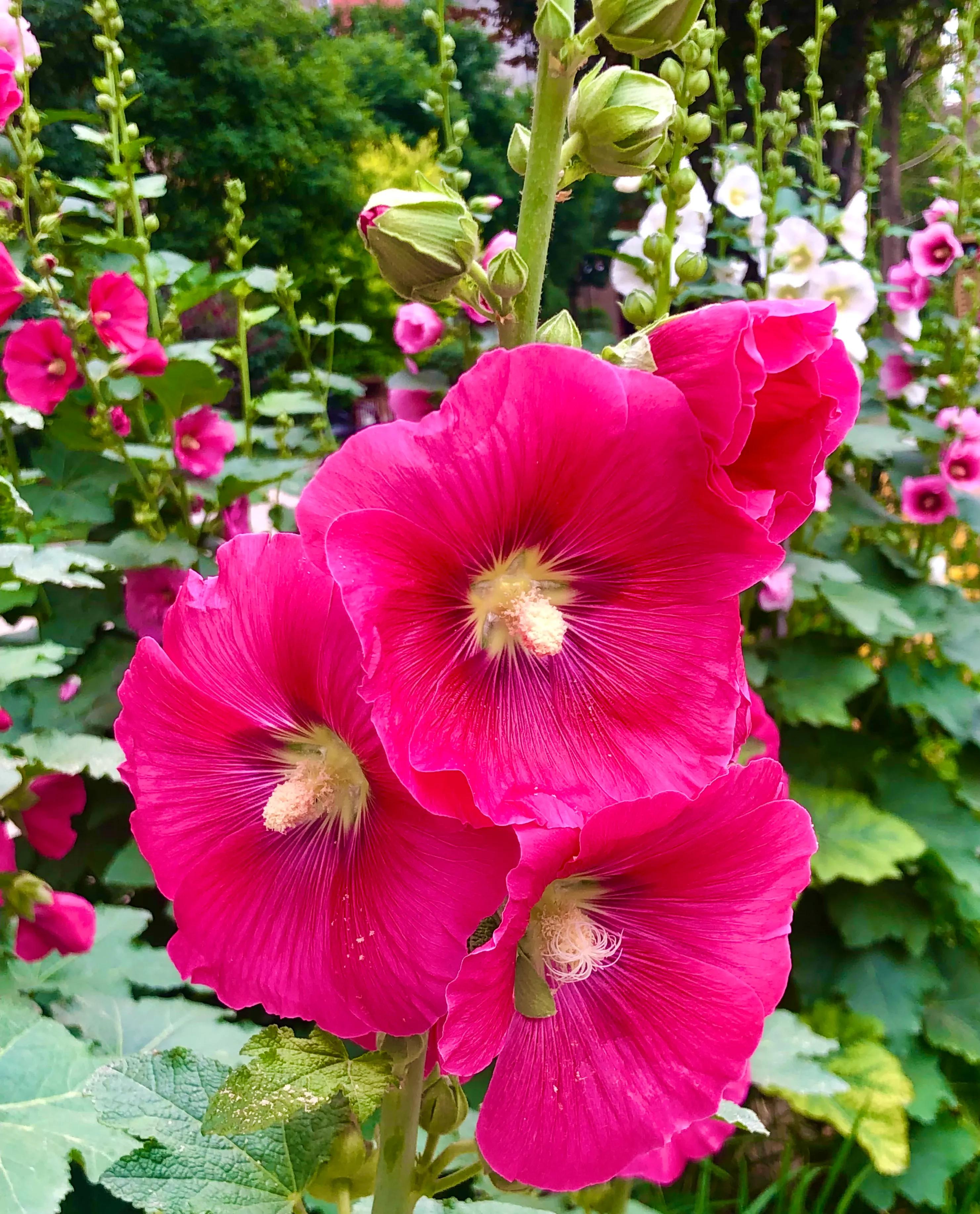 生活的极致就是化繁为简,极简是一种生活态度越简单越精致