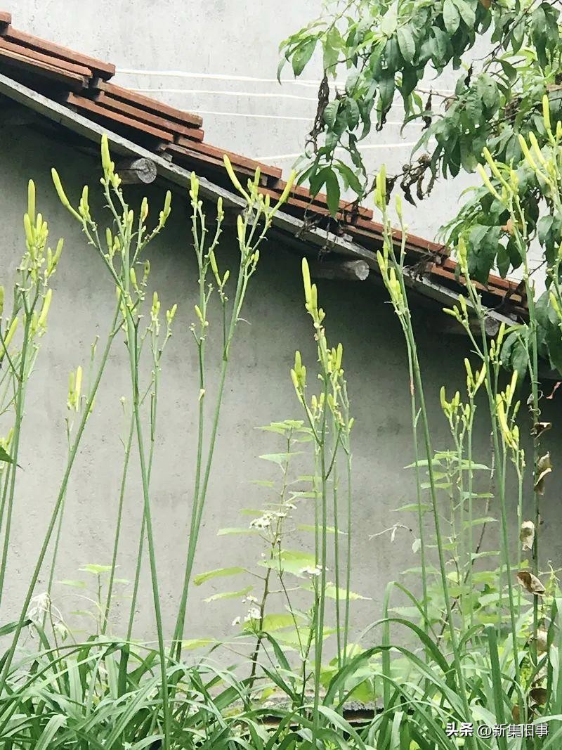 祖母琐忆之三：黄花菜