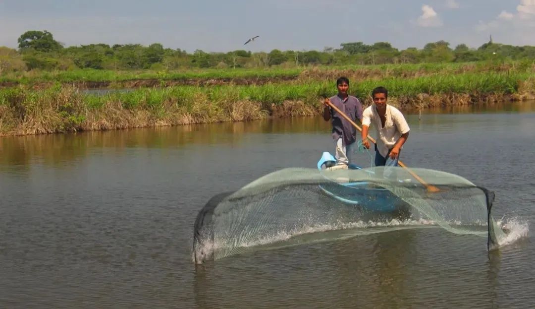 南美白对虾红须是什么原因,南美白对虾红肝的问题